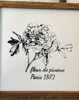 peony flower