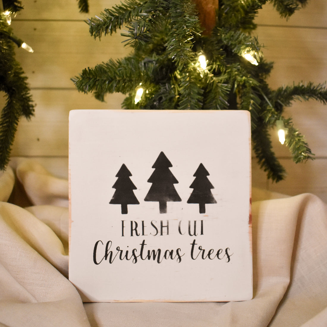 fresh cut christmas trees in white