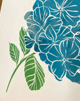hydrangea