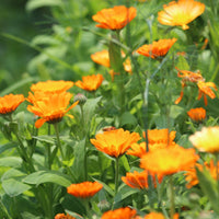 body bar | lavender, calendula & honey