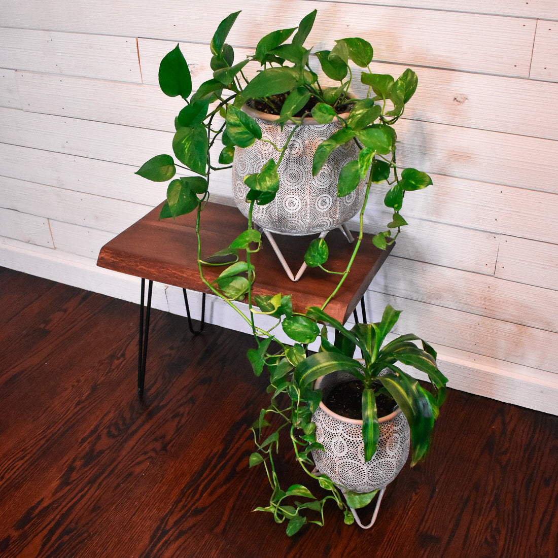 maple live edge bench / side table with black steel hairpin legs