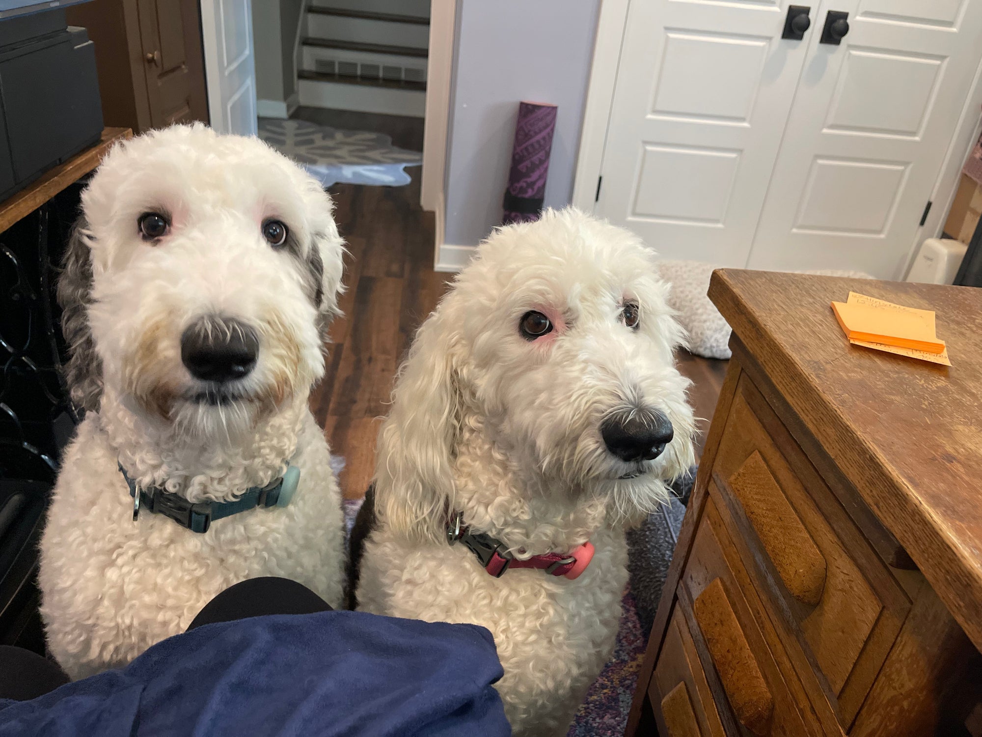 dash + rosie
