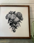 hydrangeas | black and white