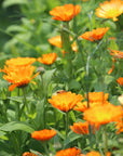 body bar | lavender, calendula & honey